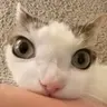 gryzun emote