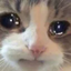 catCry
