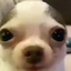 Dogare