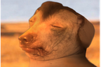 creatureCooked emote