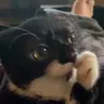OlritePaw emote