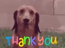 thx emote