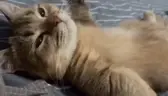 cat67 emote