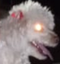 DemonLala