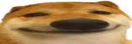 doog