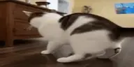 SajShake emote