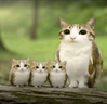 alabergaFamily emote