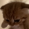 scoobert emote