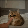 saibao emote