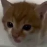 catYawn emote