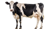 VACHE emote