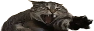 NYOOOO