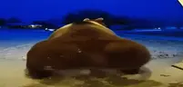 danss emote