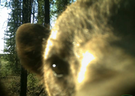 bearStare emote