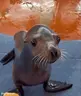 siegel emote