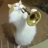 TRUMPET emote