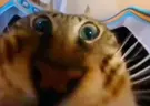 eat emote