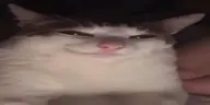 Scheming emote