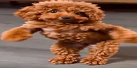 mica32 emote