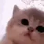 kittySlowJam