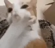 5 emote