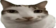 DingDing emote