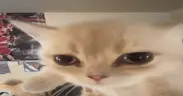 whar emote