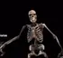 skeleton
