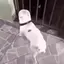 DDance