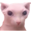 bingus