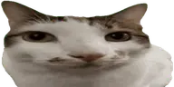 SajAsk emote