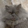 Gary emote