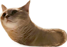 chorm emote