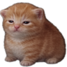 Chudbert emote