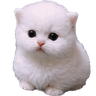 chudpert emote