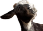 WayTooDonk