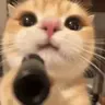 blicky emote