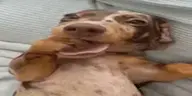 bluh emote