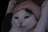 notwahoo emote in 7TV