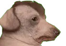 creature1 emote