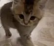 RAH emote