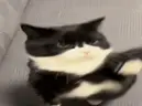 backoffbitch emote