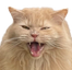 NalaAngry