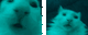 funnybluecats