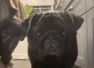 fentonSniff emote