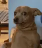 umm emote