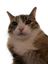 MABLE