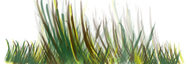 CAMOUFLAGE