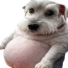 chud emote