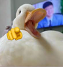 QUAJAJA emote